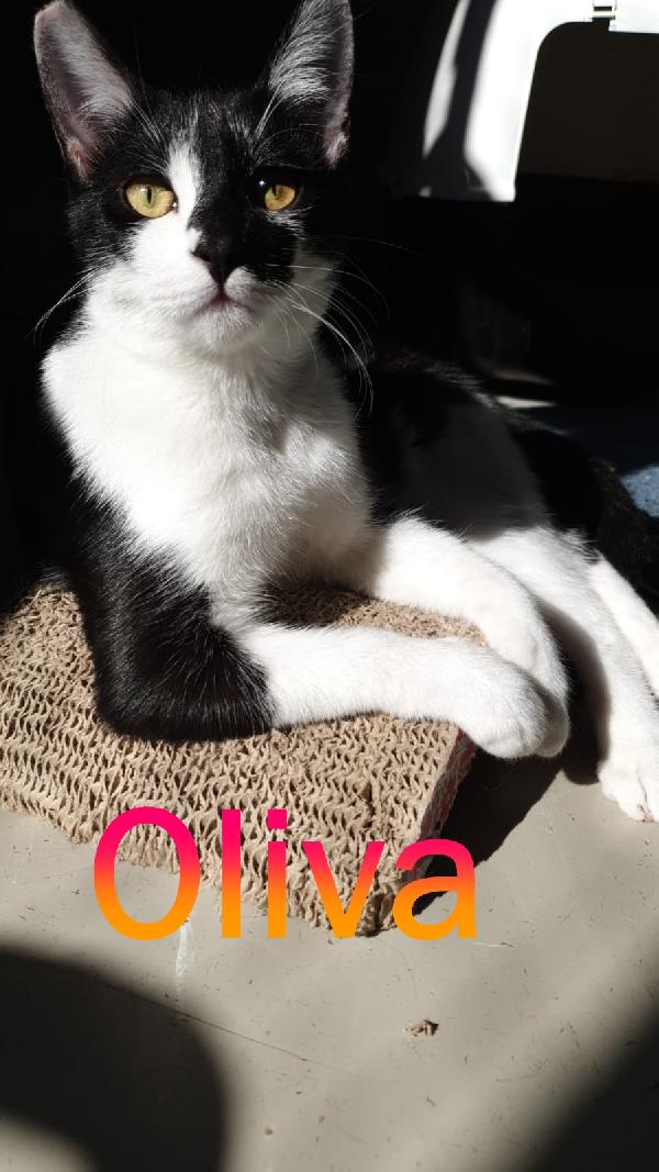 Adozione Per Oliva, 7 Mesi